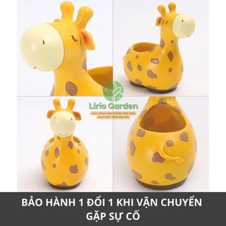 [ Quà Tặng Kèm ] chậu cây hưu cao cổ