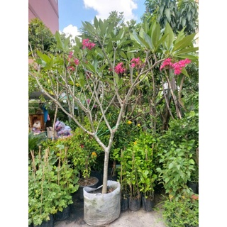 Cây 🌲 Sứ đại hồng ...ấn độ
