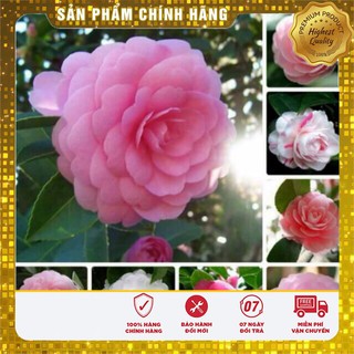 HẠT GIỐNG HOA TRÀ MY NHẬT ( 5 hạt)