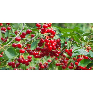 Gói 10 Hạt giống cherry