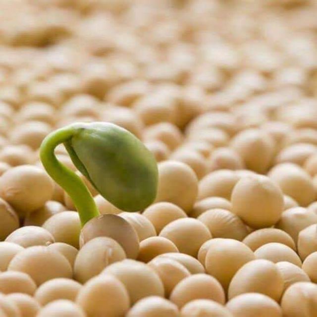 Viên uống tinh chất mầm đậu nành Soy của Mỹ | BigBuy360 - bigbuy360.vn