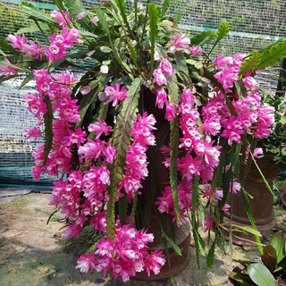 Hoa nhật Quỳnh Sen cây đẹp