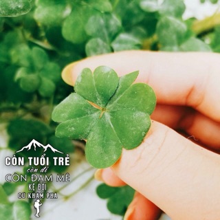 Cỏ 4 lá sợi chỉ đỏ may mắn.