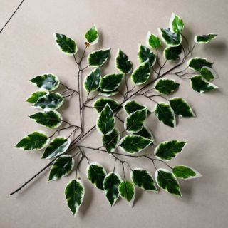 Sỉ 10 Cành lá si xanh viền  trắng làm cây si giả - cây lá giả