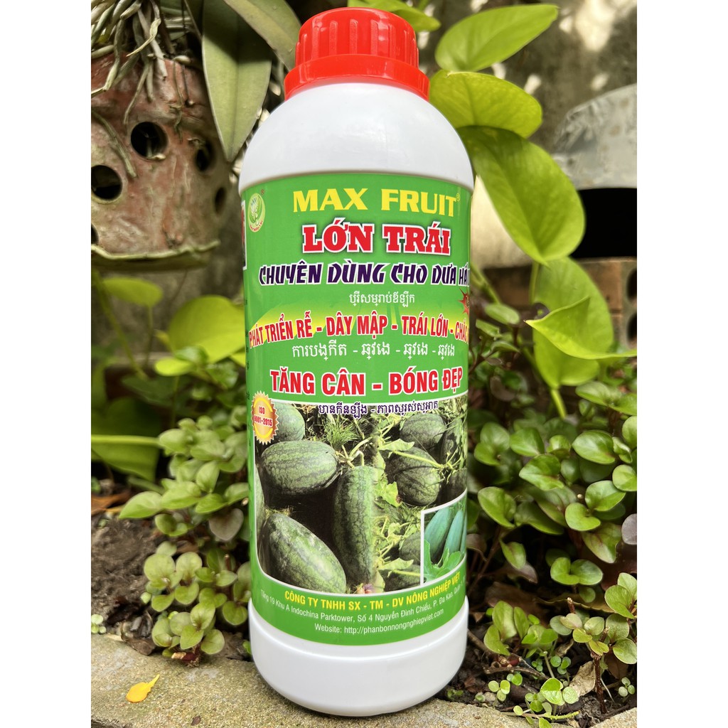 Phân Bón Lớn Trái Dưa Hấu Max Fruit Chai 1 Lít - Phát Triển Rễ, Mập Dây, Lớn Trái, Chắc Ruột