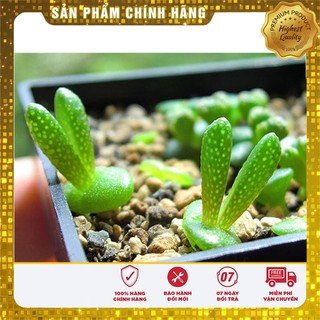 Bộ gói hạt giống Cỏ đuôi thỏ