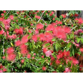Cây kiều hùng 40-50cm chưa hoa(chỉ giao hỏa tốc HCM)