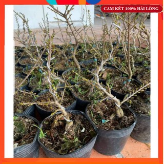 Combo 2 Cây Mai Giảo Thủ Đức 12 cánh Cao 30cm Siêu Đẹp