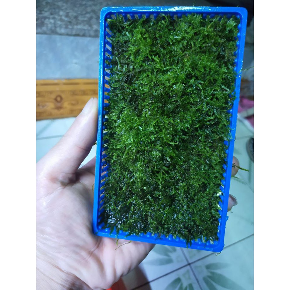 Cây thủy sinh - Rêu Java BKA