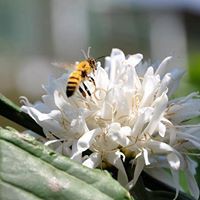 Mật ong hoa cộng sản cây bông trắng  200ml thiên nhiên chất lượng nguyên chất đặc sàn Gia Lai