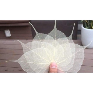 Sét 10 xương lá bồ đề phơi khô tự nhiên size 6_12cm