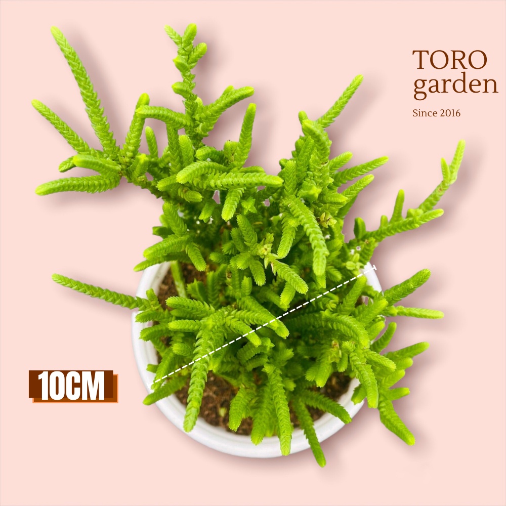 Cỏ trúc xanh Đà Lạt size trung bình cây cảnh trang trí nhà cửa Toro garden