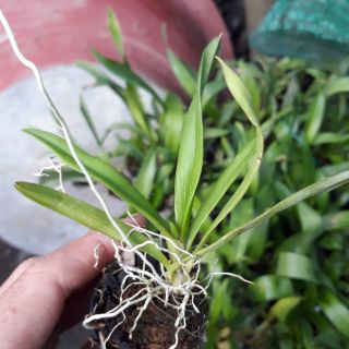 Combo 4 loại vũ nữ giống