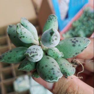 Sen Đá Hải Cẩu - Adromischus Festivus