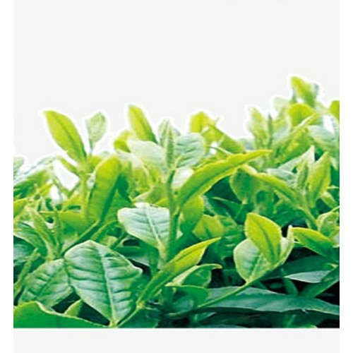 Bầu cây Chè Xanh Thái Nguyên.