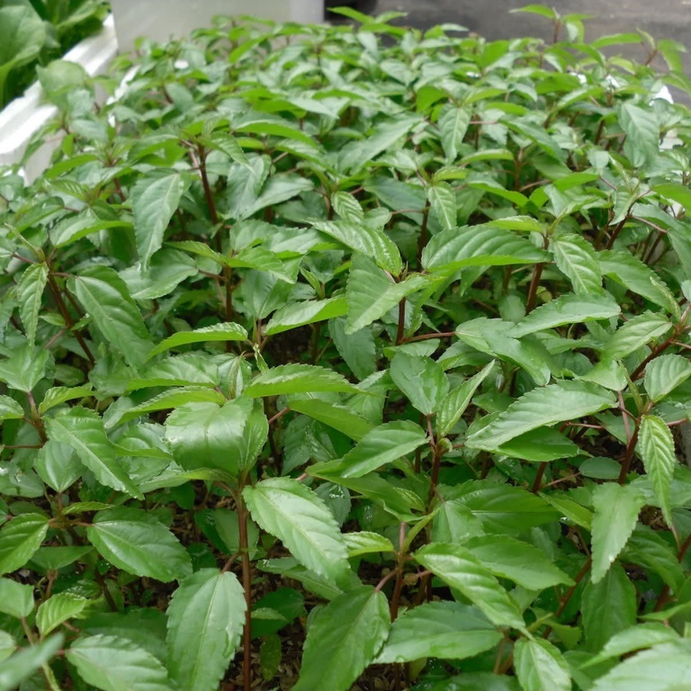 Hạt giống rau đay trắng (rau đay xanh) - Shop hạt giống 1K