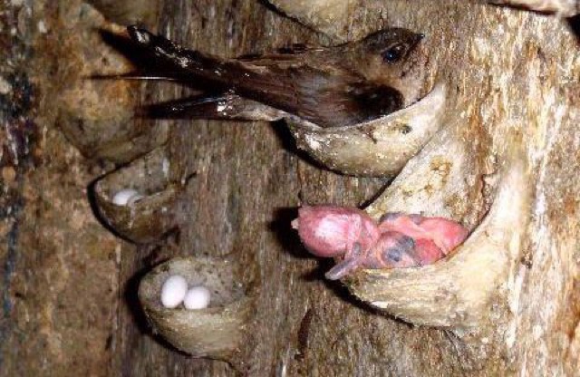 Tổ Yến sạch lông loại tinh chế kéo sợi + quà tặng 🎁 | BigBuy360 - bigbuy360.vn