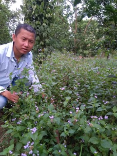 Tinh dầu hoa cứt lợn ( ngũ sắc)