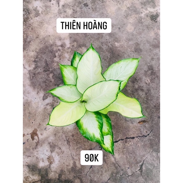 Cây Thiên Hoàng