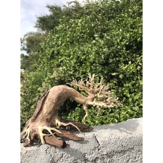 LŨA BONSAI CHO HỒ THỦY SINH SIZE NHỎ [TĐ/01]