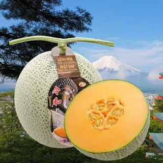 Hạt Giống Dưa Lưới Ruột Cam REIWA - Giống Nhật Bản F1 Nhập Khẩu