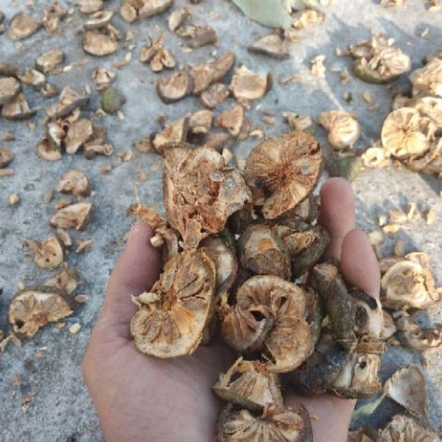 Trái bình bát khô, Quả bình bát khô,bình bát khô thái lát đóng bich 1kg