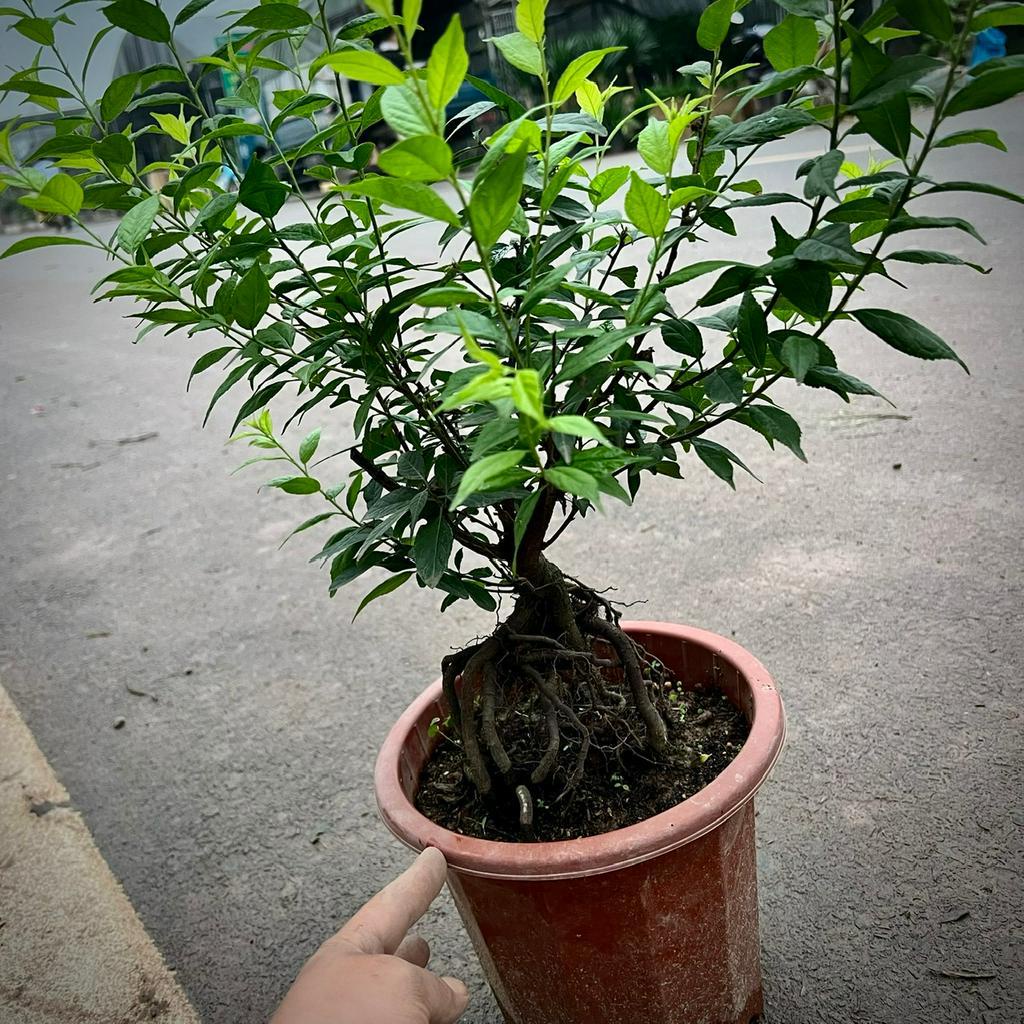 Cây Nhất Chi Mai bonsai