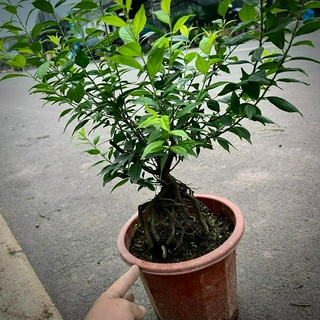 Cây Nhất Chi Mai bonsai (ảnh thật số 2)