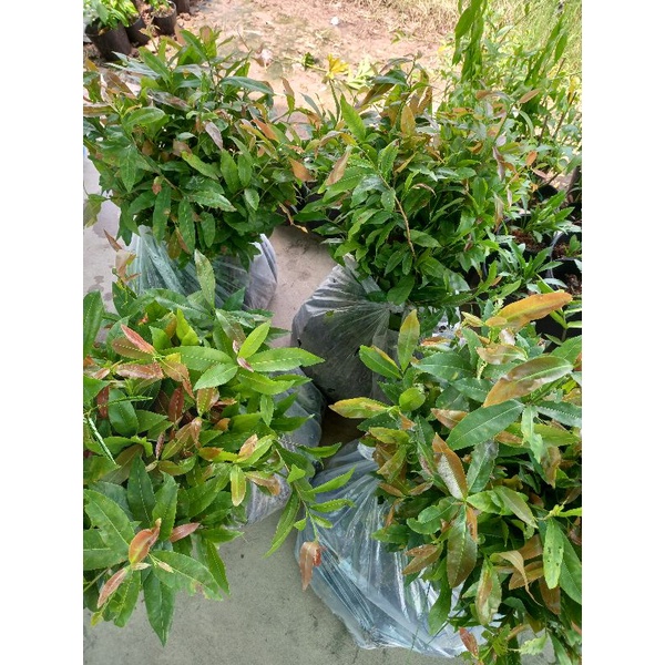 COMBO 10 mai giảo thủ đức cao khoản 60-80cm