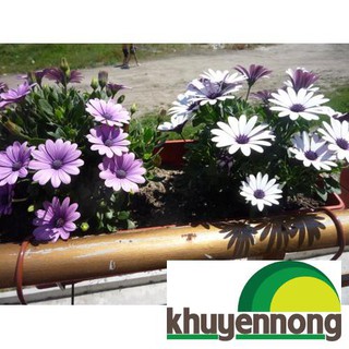 Gói 20 hạt giống cúc châu phi