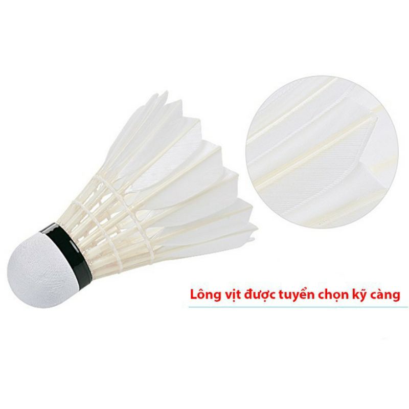 Cầu lông hải yến chuẩn thi đấu