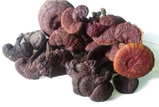 Nấm lim xanh chuẩn rừng Tiên Phước Quảng Nam. Loại lớn; đvt: 100g