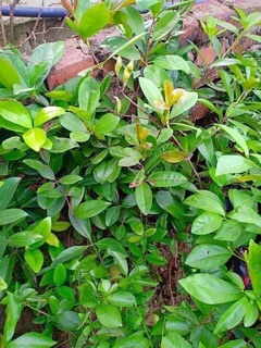 Cây giống chery