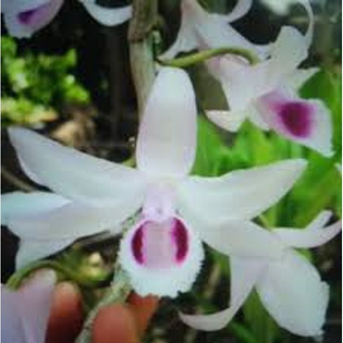 Cốc phi điệp 5 cánh trắng MẮT NAI (5ct)- hàng gieo hạt - hoa xổ số - hoa siêu đẹp
