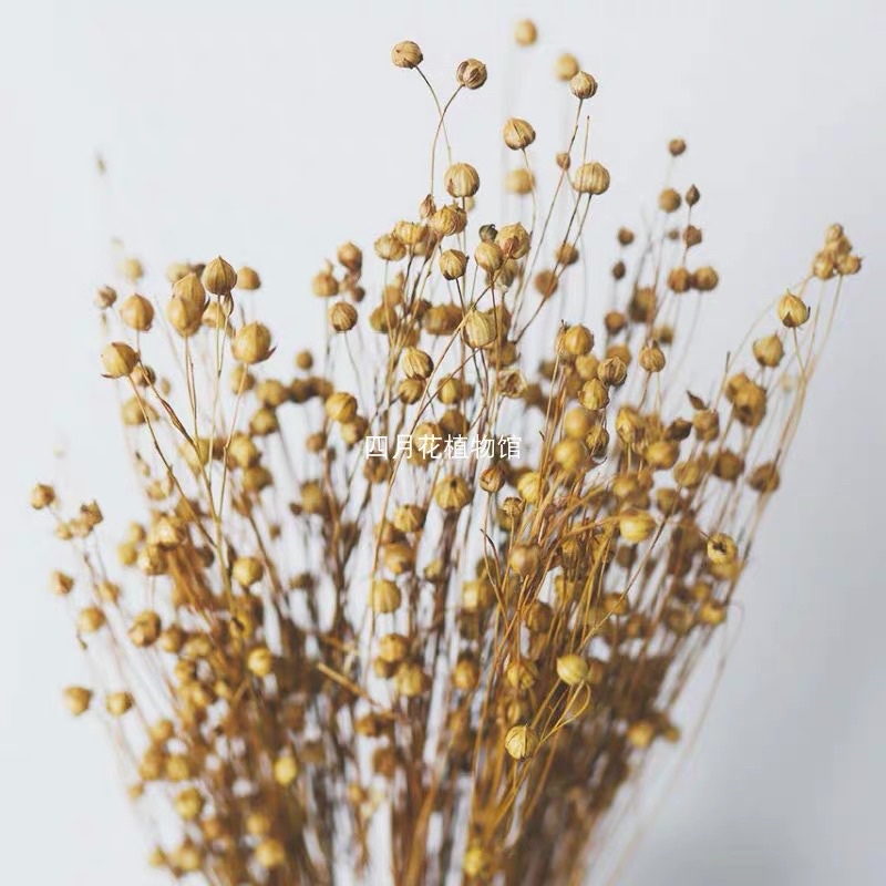 TAFIT Đậu Hũ Sấy Nhiều Vị/ Cành Lanh Trang Trí Chuồng Hamster