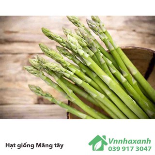Hạt giống măng tây