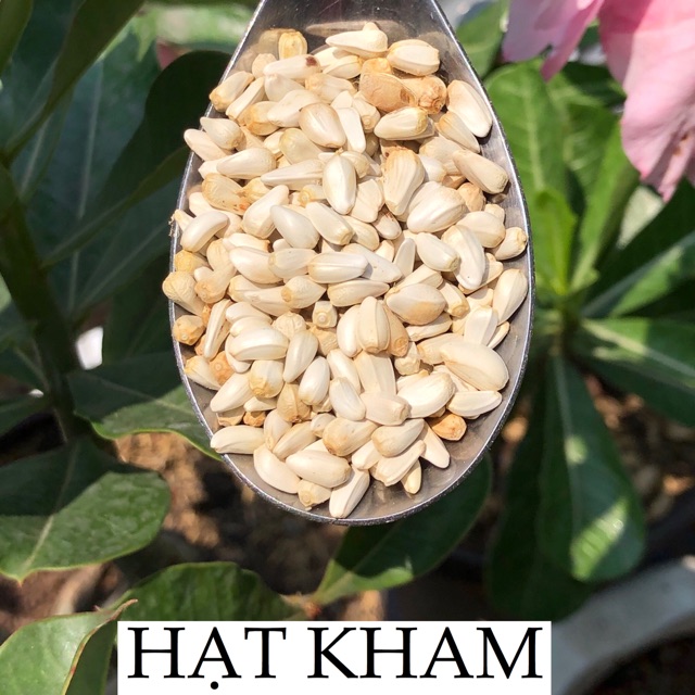 Hạt kham trắng (Safflower Seed)- thức ăn: Vẹt • Sóc • Hamster.