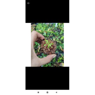 Cây bẫy kẹp ailen