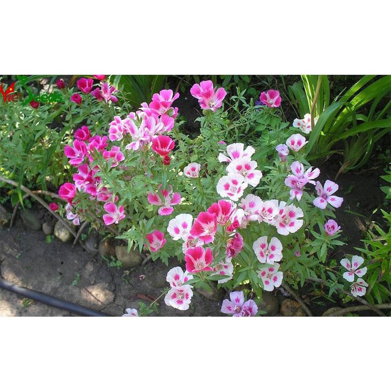 Hạt Giống Hoa Hồng Xuân Mix 10 Hạt