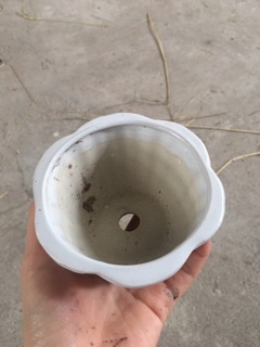 Chậu miệng hoa mini trồng sen đá
