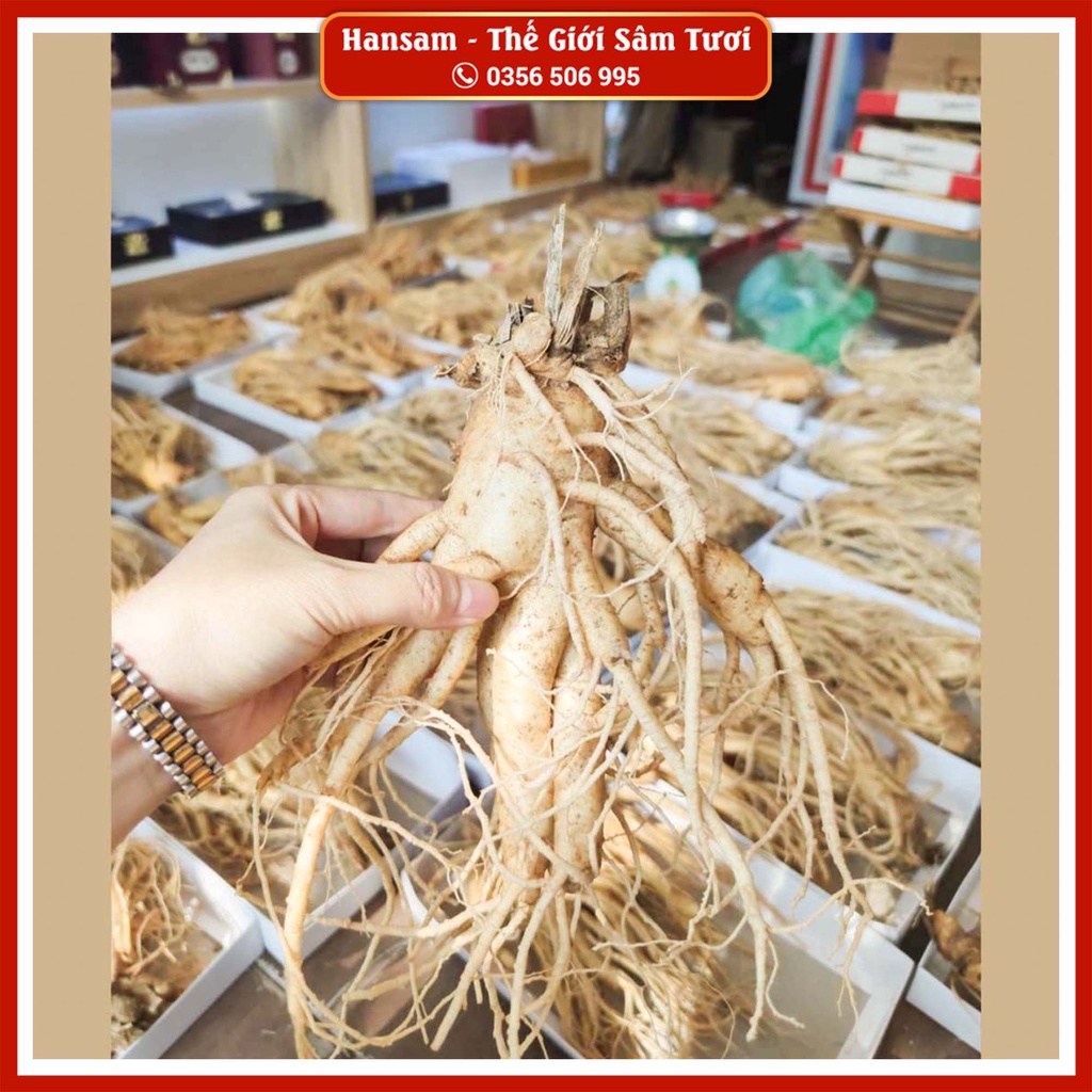 Bán Lẻ Củ - NHÂN SÂM TƯƠI HÀN QUỐC 4 CỦ/KG, Giàu saponin, Bồi bổ sức khỏe, Tăng cường sức đề kháng