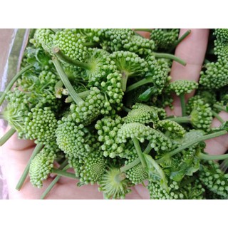 NỤ TƯƠI TAM THÂT TƯƠI 500G