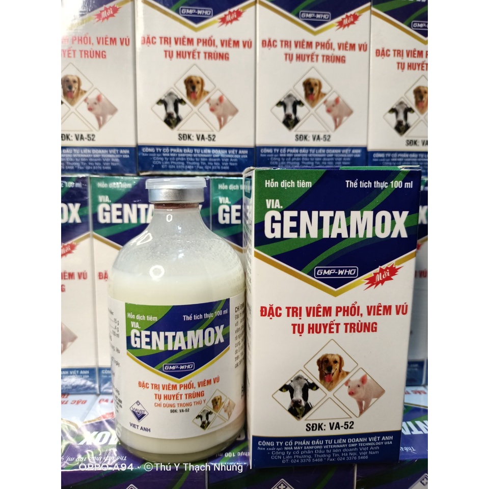 Dùng cho động vật GENTAMOX  Viavet. an toàn cho động vật bầu và nuôi con.
