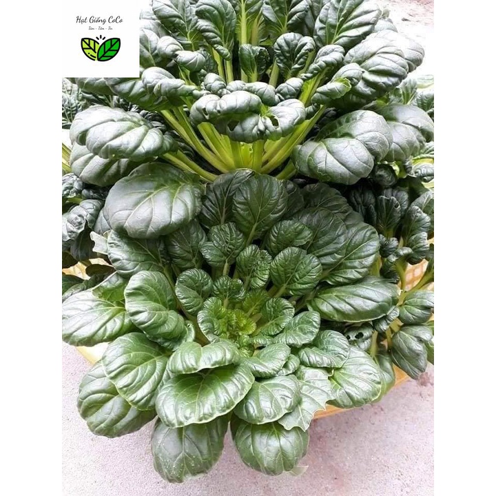 Hạt Giống Cải Hoa Hồng, cải Tatsoi, Cải Thìa Hoa 1Gr