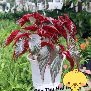 Cây thu hải đường begonia lá đỏ