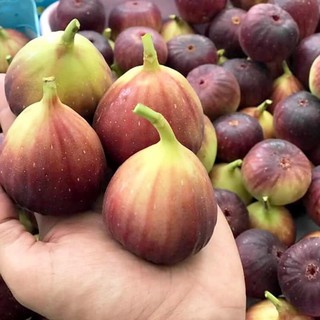 [Cây Sung Mỹ] Cây giống Sung Mỹ Black Genoa - Giống chuẩn Australia