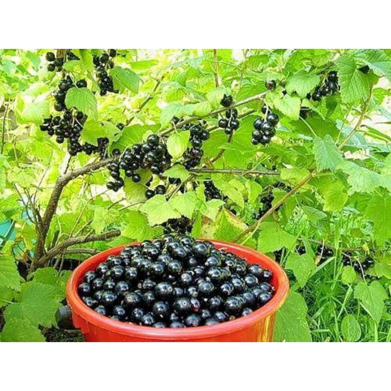 Cây giống Nho Rừng Đen
