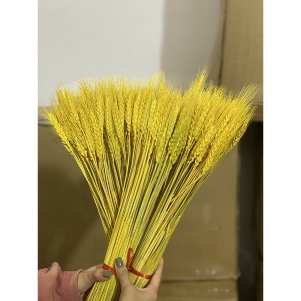 100 BÔNG LÚA 🌾 MẠCH 35k KHÔ TRANG TRÍ bó lúa