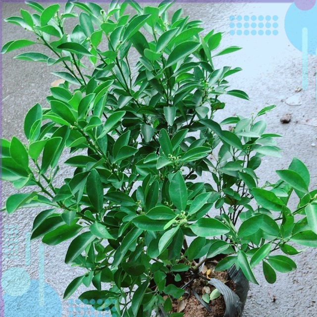 Cây Tắc Cho Sai Quả