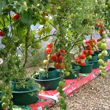 (80 hạt) giống cà chua chuỗi ngọc lai F1siêu dễ trồng kháng bệnh tốt-Tổng kho hạt giống giá rẻ